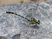 Hemigomphus heteroclytus male-1984